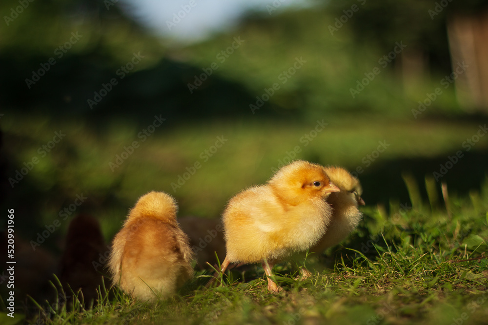 baby chickens walk around the home garden in the village