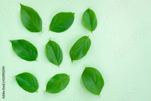 Fresh Green leaves isolated on green background