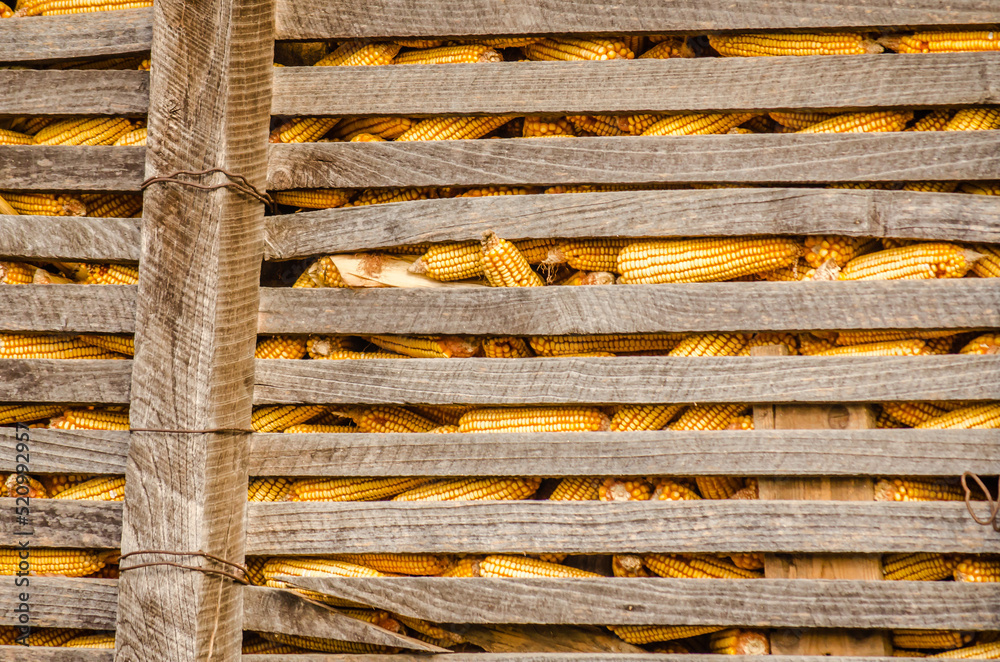 Traditional rural corn barn in a Europe . Rustic wooden corn barn at farm, closeup view, rural scene.