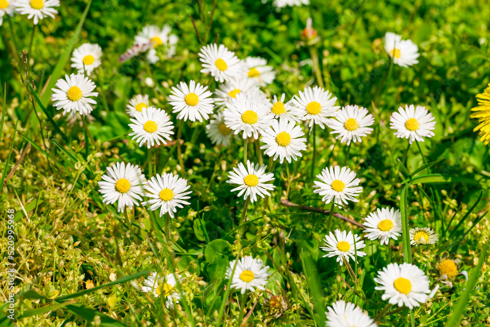 Fototapeta premium Beautiful chamomile flowers in meadow. Spring or summer nature scene