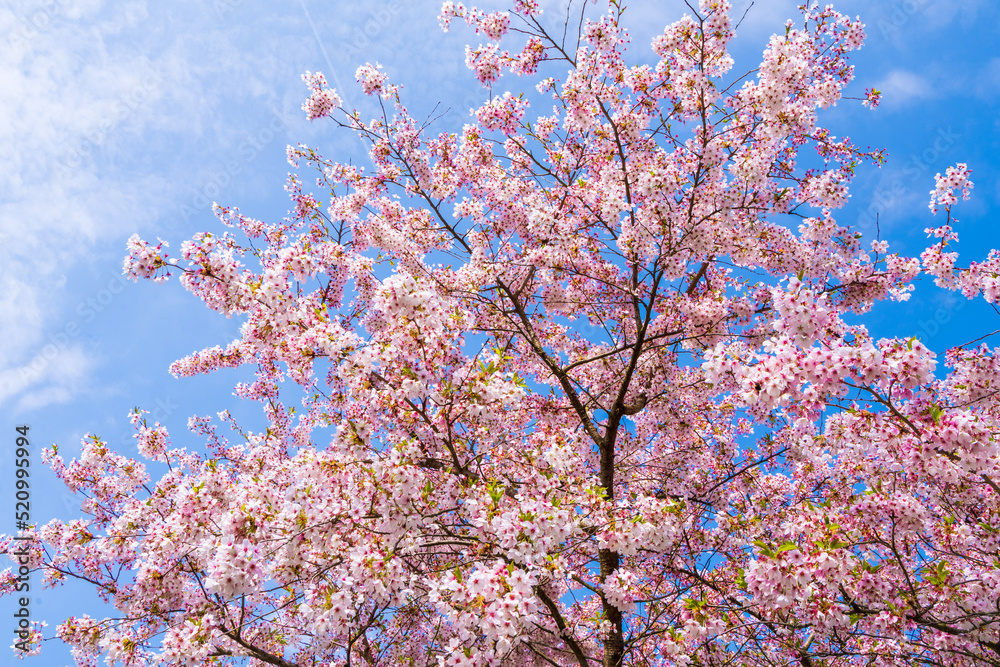 White and pink flowers. Beautiful nature scene with a flowering tree. Spring flowers. Beautiful garden