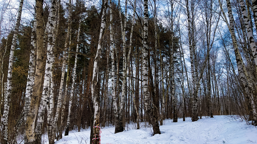 Winter landscape with snowy birch trees in the park Winter landscape with snowy birch trees in the park
