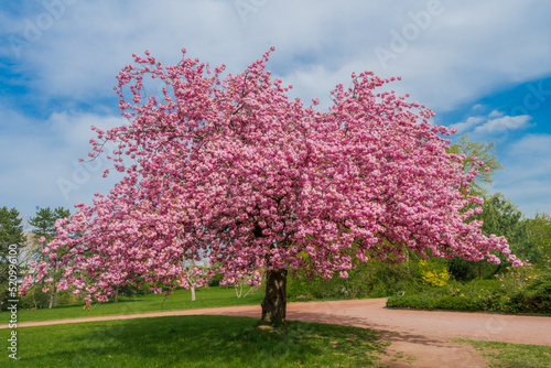 Japanese cherry sakura with pink flowers in spring time on green meadow.
