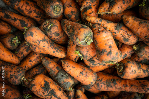 Homegrown fresh harvest of orange garden carrots. Ripe carrots