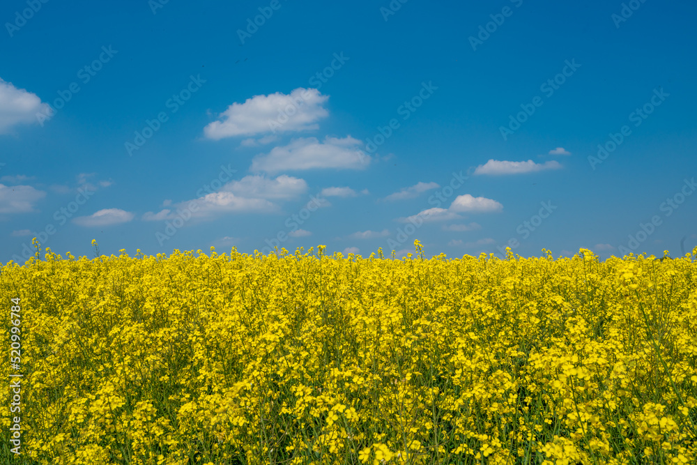 Yellow rapeseed field flowering in farmland in countryside , spring landscape under blue sky on sunny day in springtime, nature background Yellow rapeseed field flowering in farmland in countryside , spring landscape under blue sky on sunny day in springtime, nature background