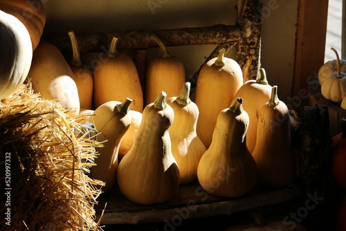 The warm glow of the autumn sunlight filters into the barn and falls upon a group of yellow gourds that were part of this year's crop that was gathered during the plentiful harvest from the garden.