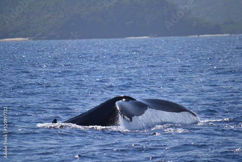 Queue de baleine à bosses © Ornella