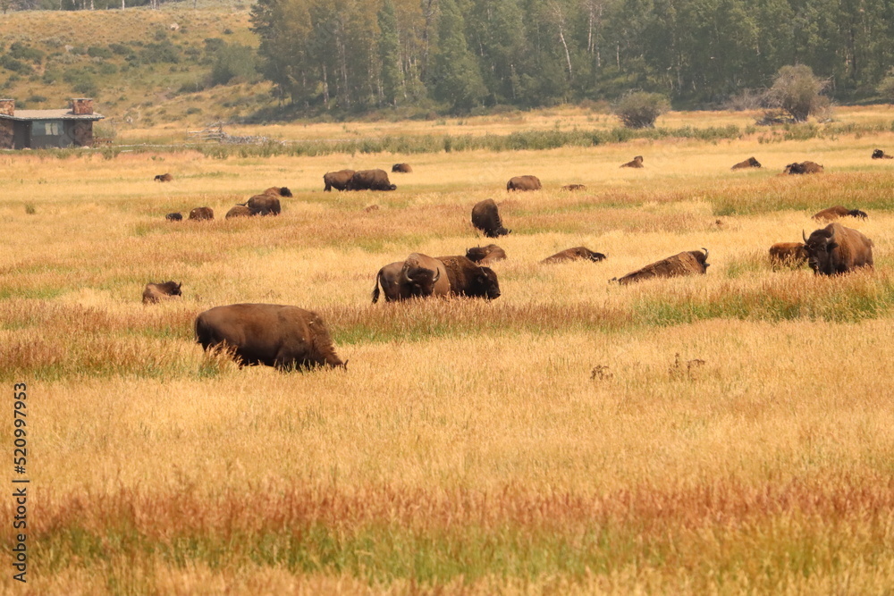 bison, buffalo