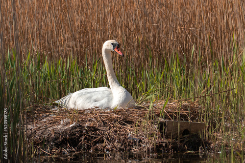 white swan on her nest