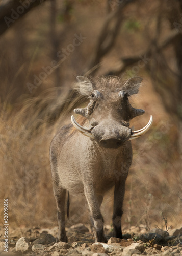 warthog in Africa