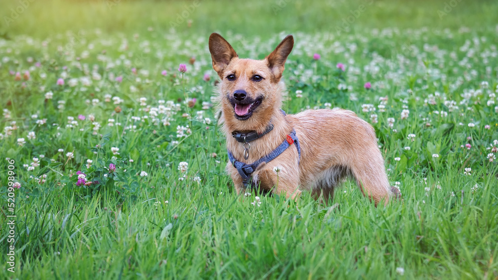 Portrait of a terrier on a green meadow with flowers.