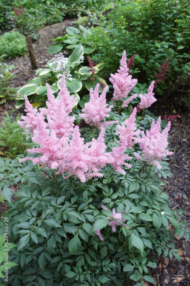A rare perennial herbaceous plant with delicate pink inflorescences. Beautifully blooming Astilbe arendsii Sister Theresa on a blurry background.