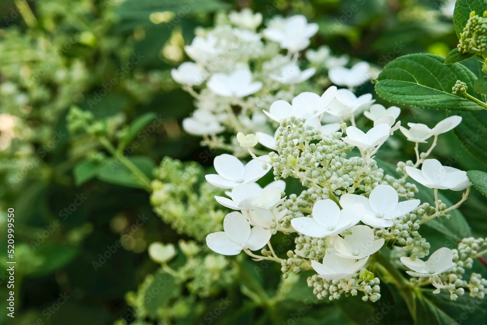 White hydrangea large-leaved. White small uvuts. Flowering shrub. White hydrangea large-leaved. White small uvuts. Flowering shrub.