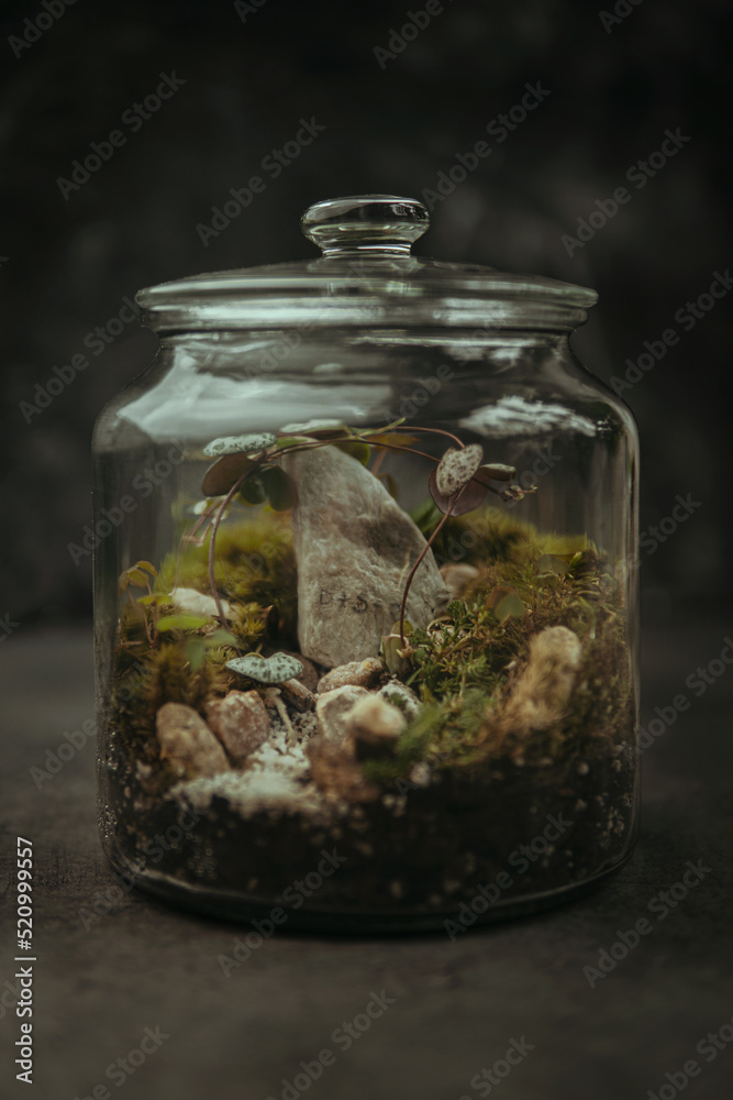 forest in glass in studio on dark background forest in glass in studio on dark background