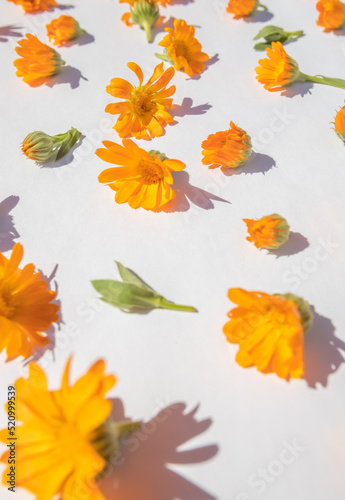 Fresh marigold flowers on a bright white background. Floral pattern. Colorful medical herbs. 