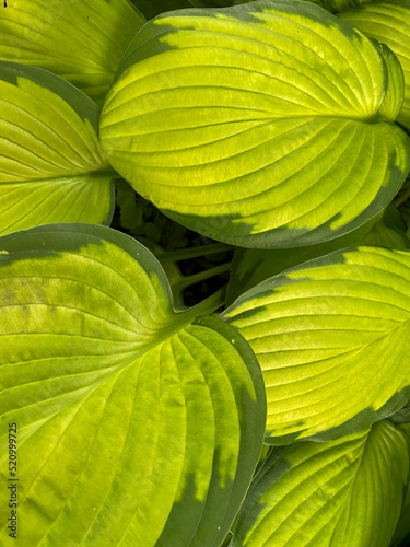 Leaves of a stained glass hosta plant with gold and deep green variegation and deeply veined foliage 