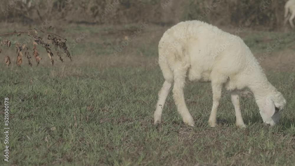 native Indonesian sheep videos, sheep eating green grass, white sheep, sheep in the farm video native Indonesian sheep videos, sheep eating green grass, white sheep, sheep in the farm video
