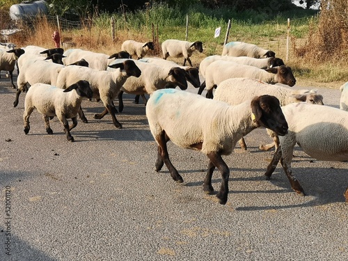 A herd of white sheep with a black beak, nose and ears. Walliser Schwarznase, Black nose sheep. photo