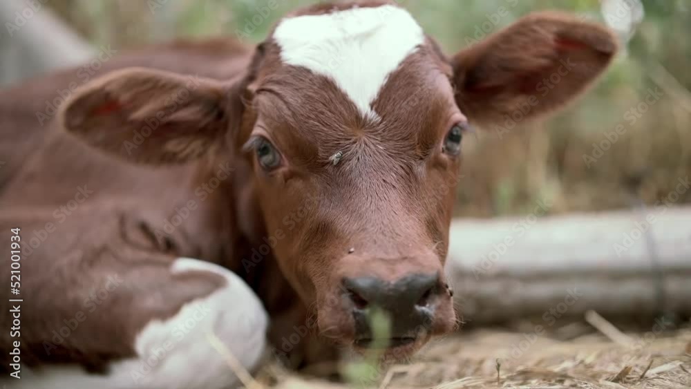 the calf is resting. annoying flies fly. international animal day the calf is resting. annoying flies fly. international animal day