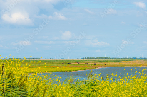 Heck cattle in a green field in wetland along the edge of a lake under a blue sky in bright sunlight in summer, Almere, Flevoland, The Netherlands, July, 2022