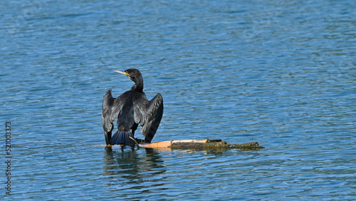 cormorant resting on the branch in the middle of the water to dry the wings