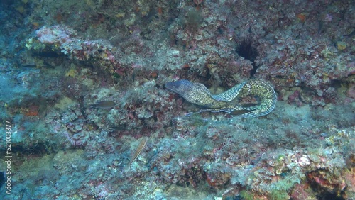 Underwater wildife - Moray eel swimming in deep sea water photo