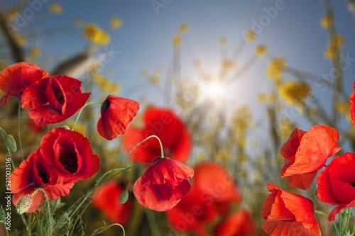 Bright red poppy flowers against the Field of wild poppies on a sunny spring day.