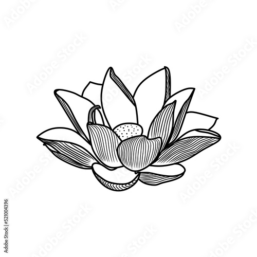 lotus flower. Floral botanical flower. Isolated illustration element. Full name of the plant  lotus. Vector wildflower for background  texture  wrapper pattern  frame or border.