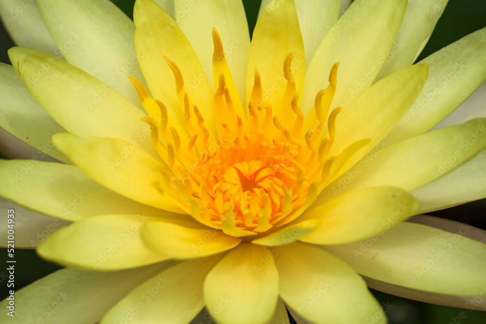 Fototapeta premium Bees are pollinating yellow lotus flowers blooming beautifully in the lotus pond.