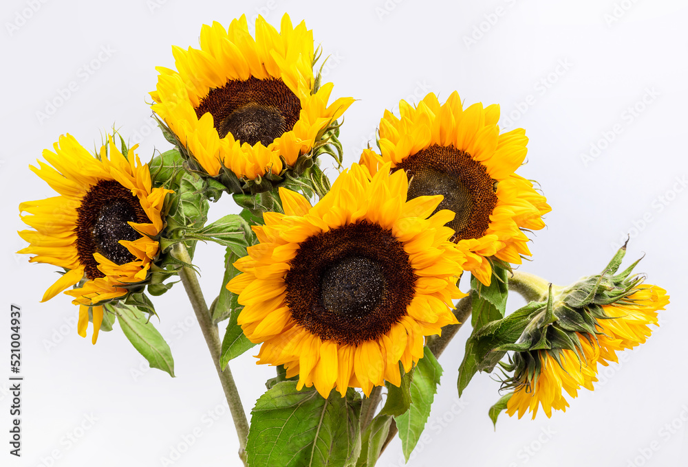 Sunflower flowers on a light gray background. Isolate Sunflower flowers on a light gray background. Isolate