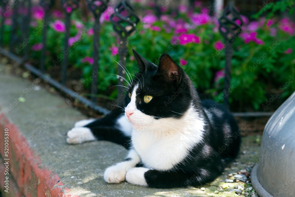 Adorable black and white cat with symmetrical face, lying in front of a bed of purple flowers, looking away. 