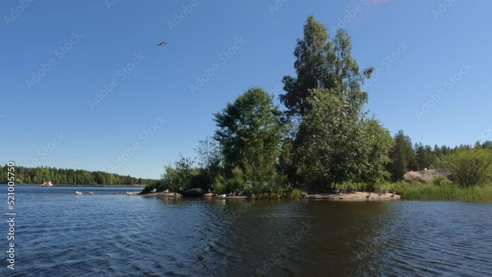 Wild birds on summer lake, sunny day in Sweden. View from moving kayak Wild birds on summer lake, sunny day in Sweden. View from moving kayak