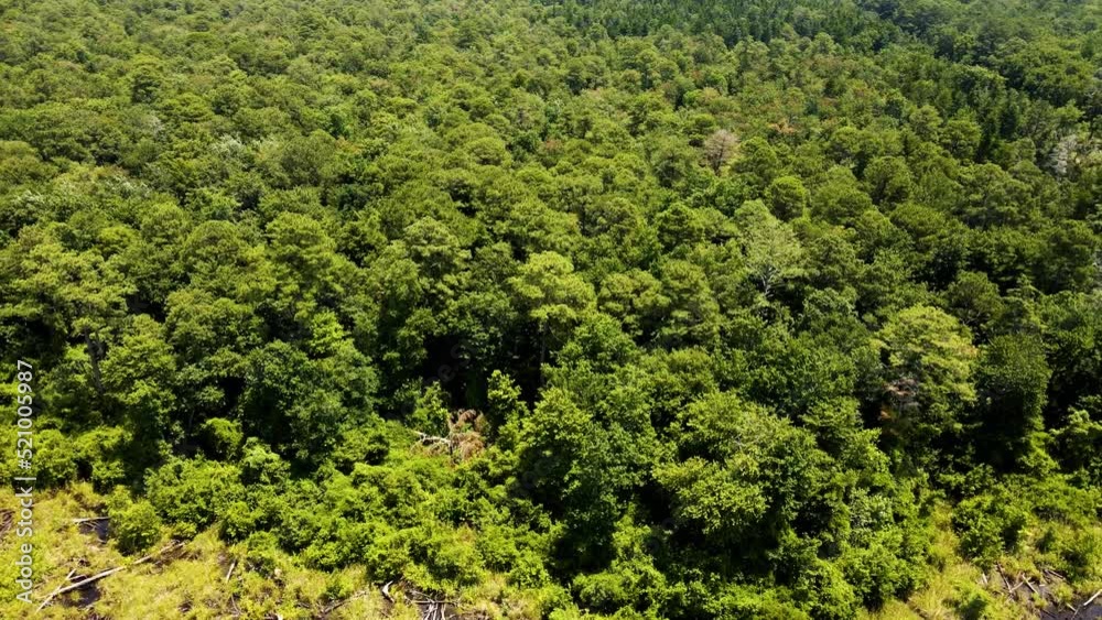 Reverse flying aerial of the Great Dismal Swamp National Wildlife Refuge. The flight starts in the forest and ends in the wetlands where one can clearly see the edge of the waterline as it is now Reverse flying aerial of the Great Dismal Swamp National Wildlife Refuge. The flight starts in the forest and ends in the wetlands where one can clearly see the edge of the waterline as it is now
