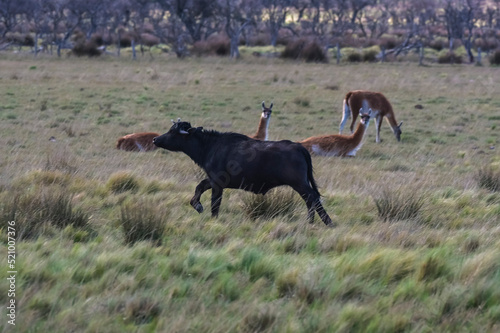 Water buffalo  Bubalus bubalis  species introduced in Argentina  La Pampa province  Patagonia.