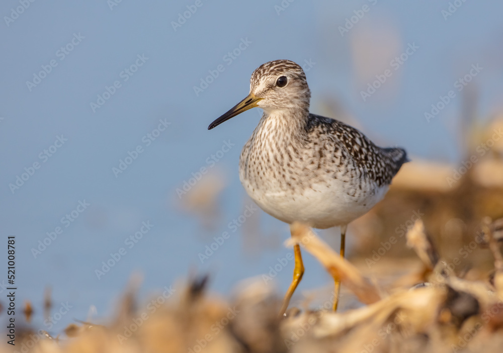 Wood Sandpiper - Tringa glareola - in spring on the migration way Wood Sandpiper - Tringa glareola - in spring on the migration way