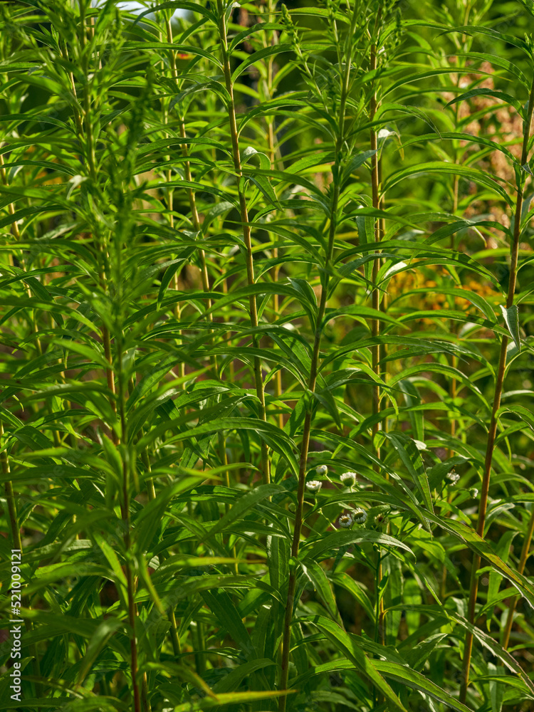 Green grass texture background, Green lawn, Backyard background, Grass texture, Green lawn desktop picture, Park lawn texture. Green grass texture background, Green lawn, Backyard background, Grass texture, Green lawn desktop picture, Park lawn texture.