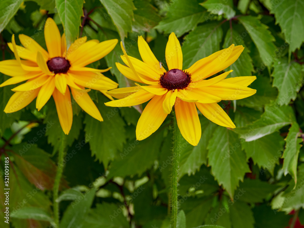 Bright yellow rudbeckia or Black Eyed Susan flowers in the garden Bright yellow rudbeckia or Black Eyed Susan flowers in the garden