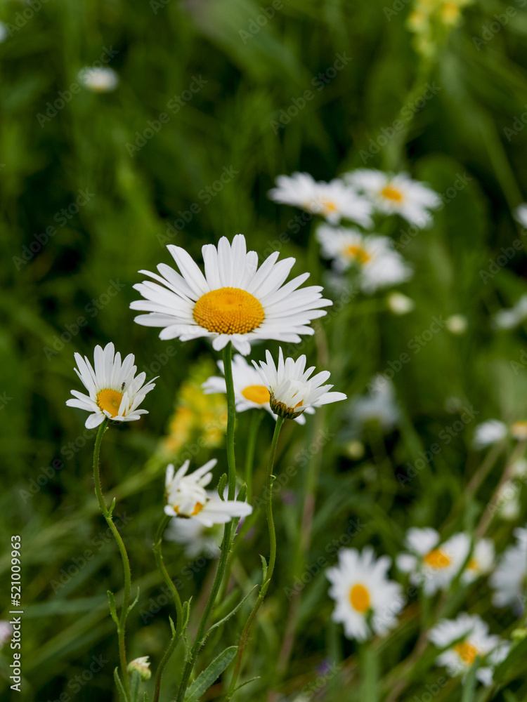 Fototapeta premium Chamomile flower field. Camomile in the nature. Field of camomiles at sunny day at nature. Camomile daisy flowers in summer day. Chamomile flowers field wide background in sun light