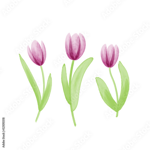 Fototapeta Naklejka Na Ścianę i Meble -  Three watercolor tulips, a group of purple spring flowers