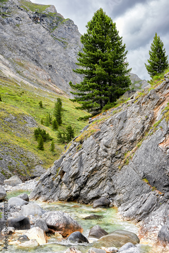Siberian cedar grows on steep slope of rock above mountain river