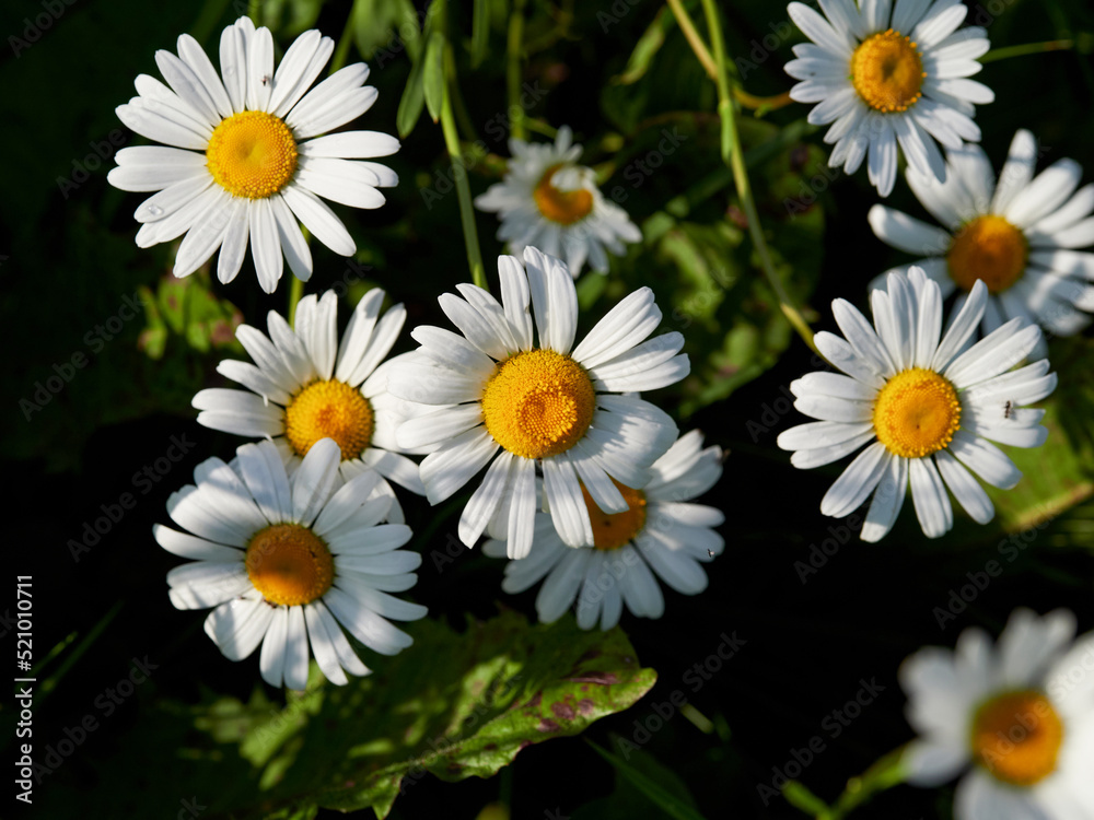 Fototapeta premium Chamomile flower field. Camomile in the nature. Field of camomiles at sunny day at nature. Camomile daisy flowers in summer day. Chamomile flowers field wide background in sun light