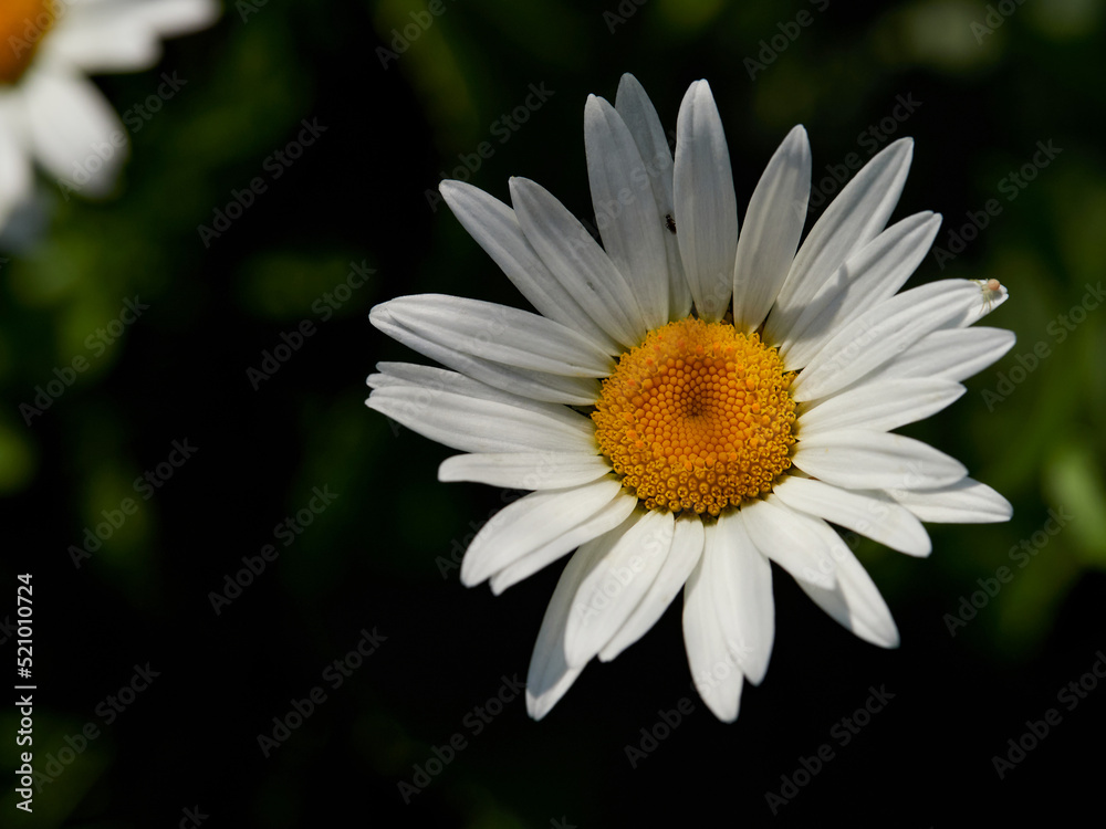 Chamomile flower field. Camomile in the nature. Field of camomiles at sunny day at nature. Camomile daisy flowers in summer day. Chamomile flowers field wide background in sun light