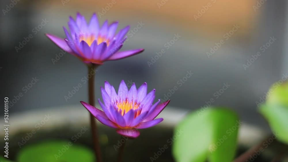Blue-Water Lily blowing in the wind - Nymphaea nouchali - Nil Manel Blue-Water Lily blowing in the wind - Nymphaea nouchali - Nil Manel