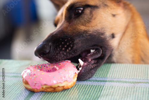 Adorable German Shepherd dog steals a sweet pink donut from the table. Dog and sweet. Animal diet. The concept of food for dogs. High quality photo © Dubnytskaya Photo