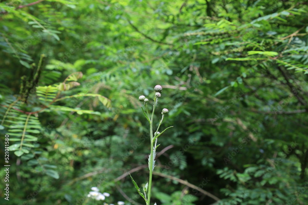 creeping thistle in the summer forest