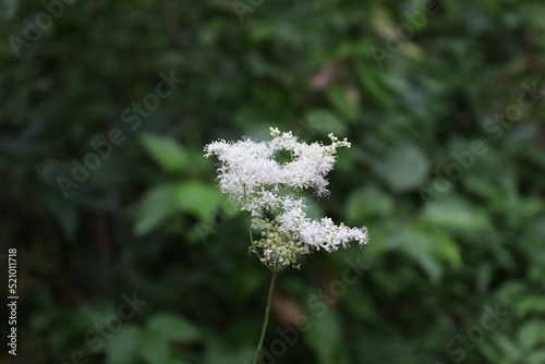 Queen of the meadow flowers in the summer forest  photo