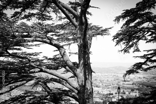 Bosques en Blanco y negro