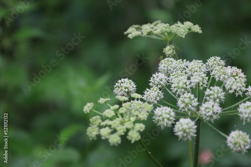 Wild angelica flowers in the summer forest