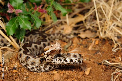 Europäische Hornotter // Nose-horned viper (Vipera ammodytes) - Peloponnese, Greece photo