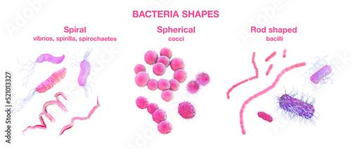 Different shapes of bacteria with description in English, 3d illustration
 photo